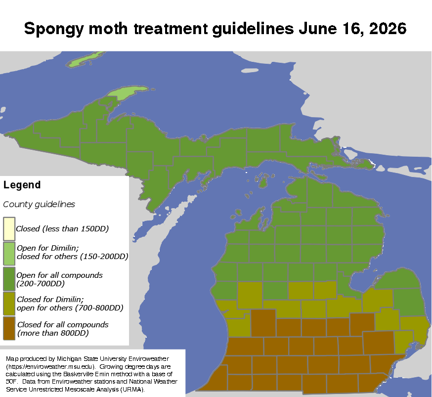 Photo 3- lindberg spongy moth.png